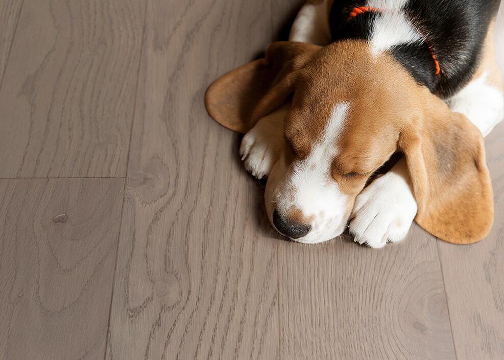 宅男视频下载Parky进口地板|科技硬核,质造不凡 图片5 宅男视频下载Parky进口地板|科技硬核,质造不凡 图片5