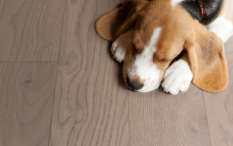 追寻自然的踪迹,宅男视频下载Parky环保地板 图片3 追寻自然的踪迹,宅男视频下载Parky环保地板 图片3