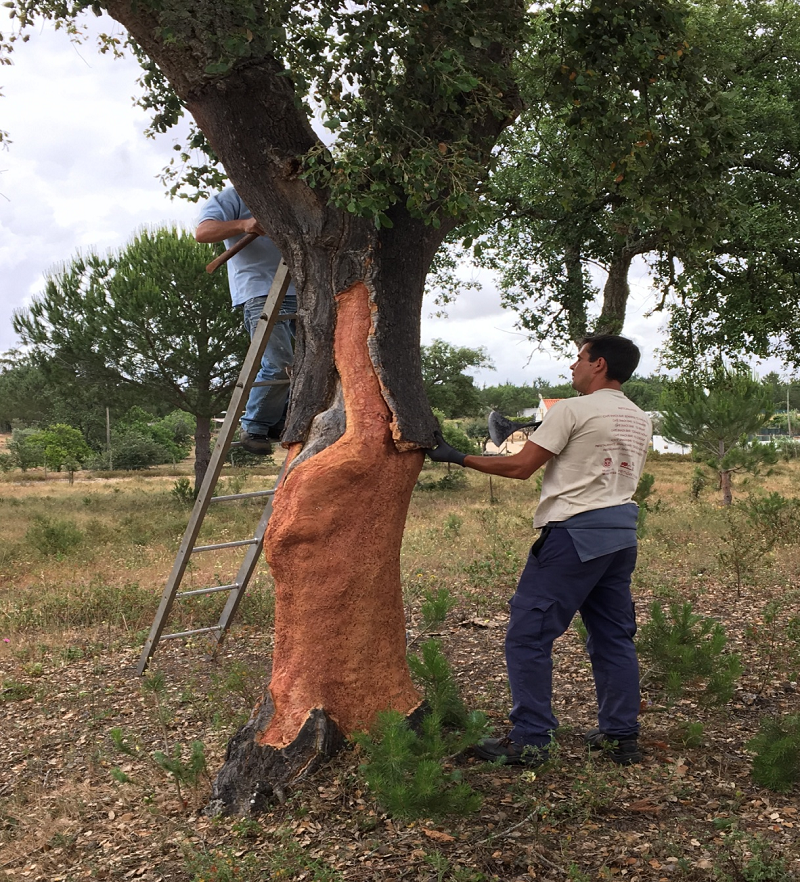 软木走进家居,生活体验全面升级 图片5 软木走进家居,生活体验全面升级 图片5