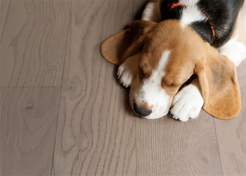 居家挚爱进口地板,优雅永不过时 图片 9 居家挚爱进口地板,优雅永不过时 图片 9