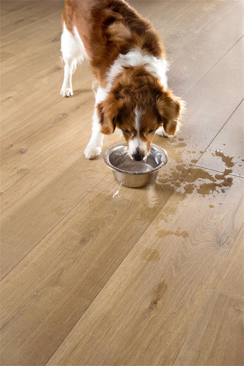 “宠物友好型”地板,宅男视频下载Quick-Step无惧生活考验 图片 4 “宠物友好型”地板,宅男视频下载Quick-Step无惧生活考验 图片 4