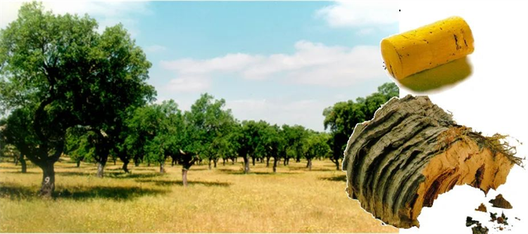 为热爱更尽兴|宅男视频下载软木陪你“静”享世界杯 5